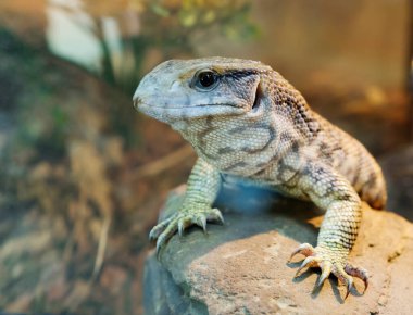 Cape Monitor, Savanna Monitor, Bosc's Monitor), (Latin Varanus exanthematicus). Bu dev bir kertenkele, sadece Sahra-altı Afrika 'da görülür. Renk griden kahverengiye olabilir. Arkada koyu kenarlı yuvarlak sarı noktalar var..  