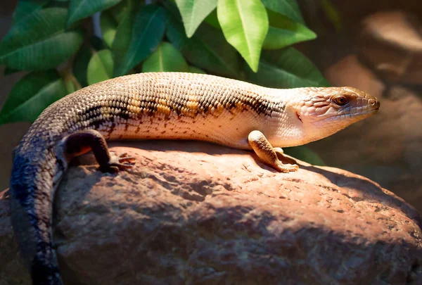 Eastern blue-tongued lizard (lat. Tiliqua scincoides intermedia).It is a large lizard with a smooth body, mainly inhabits Australia and Oceania. They are affectionate, friendly and absolutely not aggressive.