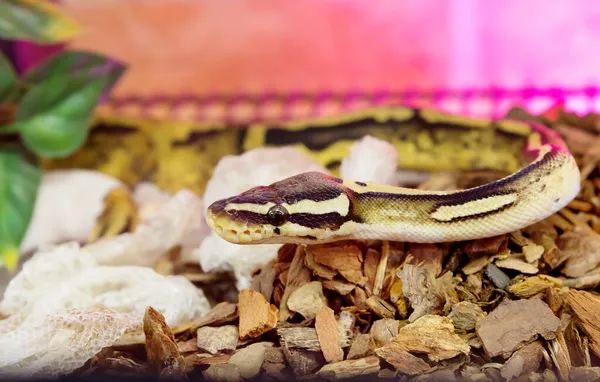 Bola Python Pastel Pied Cobra Não Venenosa Gênero Dos Pitões — Fotografia de Stock