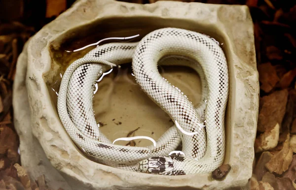 California King Snake High Yellow Uma Serpente Não Venenosa Género — Fotografia de Stock