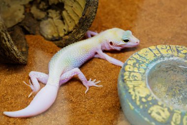 Mack Snow Blizzard Gecko. Bunlar kayalık eteklerde ve yarı güçlendirilmiş kumlarda yaşayan kreusküler hayvanlar: kuzey batı Hindistan, Pakistan, güney doğu Afganistan, doğu İran..