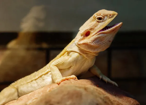 Australian dragon lizard. A lizard with a neck pouch that swells and darkens in case of danger. Despite its \