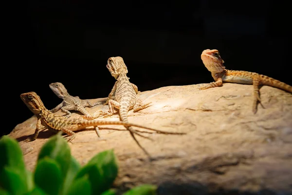 Australian dragon lizard. A lizard with a neck pouch that swells and darkens in case of danger. Despite its \