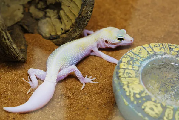 Mack Snow Blizzard Gecko Estes São Animais Crepusculares Que Vivem Imagens Royalty-Free