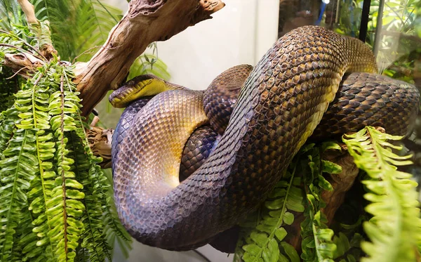 Ametistina Python Lat Morelia Amethistina Maior Cobra Austrália Onde Alimenta — Fotografia de Stock