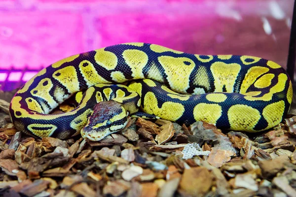 Royal Python Ball Python 이것은 아프리카에서 수있는 뱀입니다 위험에 처했을 — 스톡 사진