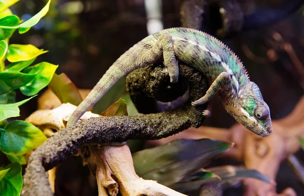 Pantera Camaleón Ambato Esta Una Especie Lagarto Reptil Colores Brillantes — Foto de Stock
