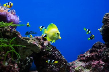 Akvaryum balığı mercanlar arasında sarı cerrah balığı. (Latin Zebrasoma flavescens) Ayrıca sarı cerrah balığı olarak da bilinen Zebrasoma, doğal olarak Pasifik Okyanusu 'nun ılık sularında ve Doğu Afrika kıyıları yakınlarında yaşar....