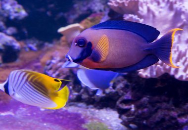 Çikolata cerrah balığı (Acanthurus pyroferus). Yetişkin balığın, pektoral yüzgecin hemen üzerinde turuncu bir nokta bulunan kahverengi bir gövdesi vardır. Uzun aşırı ışın ışınları olan caudal yüzgeci parlak sarı bir şeritle sınırlıdır. Vücut uzunluğu 20 cm. .  