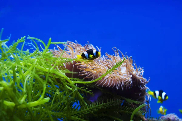 Акварієва Риба Амфіпріон Кларк Amphiprion Clarkii Довжина Тіла Яскрава Риба — стокове фото