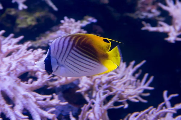 물고기 Chaetodon Auriga 대부분 검은색의 대각선 줄무늬가 흰색으로칠 아프리카의해 하와이 — 스톡 사진
