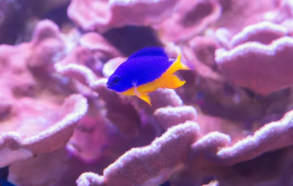 Chrysyptera Gul Blå Fisk Chrysiptera Hemicyanea Detta Ljus Fisk Med — Stockfoto