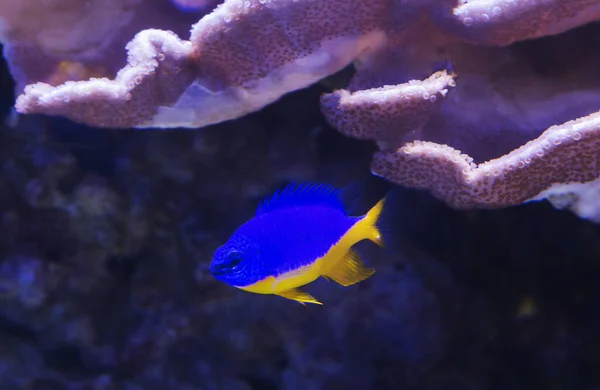 Chrysyptera Yellow Blue Fish Chrysiptera Hemicyanea 이것은 물고기인데 비늘에 노란색 — 스톡 사진