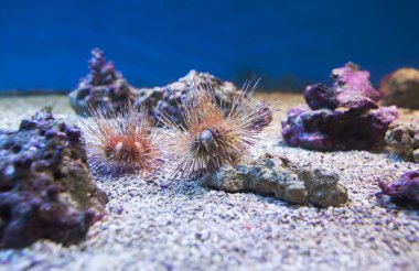 Deniz kestanesi (Echinoidea). Deniz kestanelerinin yuvarlak bir vücudu vardır. Boyu 30 cm 'ye ulaşır. İğneler bir deniz kestanesinin kabuğuna hareketli olarak bağlıdır..