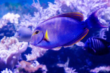 Sarı yüzgeçli cerrah balığı, siyah cerrah balığı. Vücudun rengi monoton, gri-mavi. Göz bölgesinde sarı yatay bir şerit var. Göğüs yüzgeçleri de sarı. Kuyruk mavi ay şeklinde..