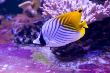 Kelebek balığı (Chaetodon Auriga). Vücut çoğunlukla beyaza boyanmış çapraz siyah çizgilerle. Kızıl Deniz 'de, doğu Afrika' nın kıyı şeridi boyunca, Hawaii Adaları ve Japonya 'da yaşar..