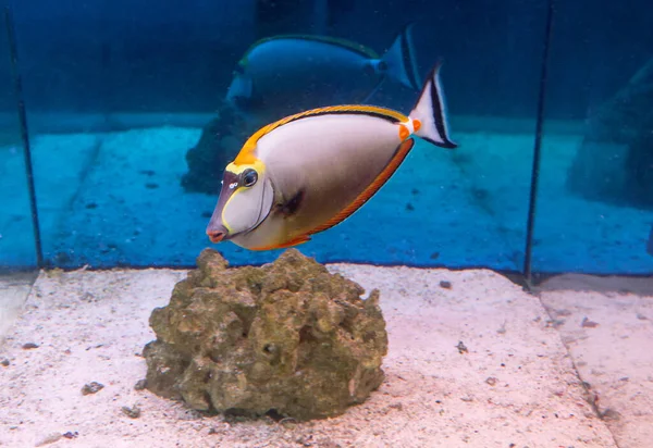 Surgeon fish Naso orange (Naso lituratus). The fish\'s muzzle is elongated with bright red lips. The pectoral, ventral and anal fins are brown or bright yellow. The orange-winged rhinoceros lives in the Pacific Ocean and on the territory  Japan