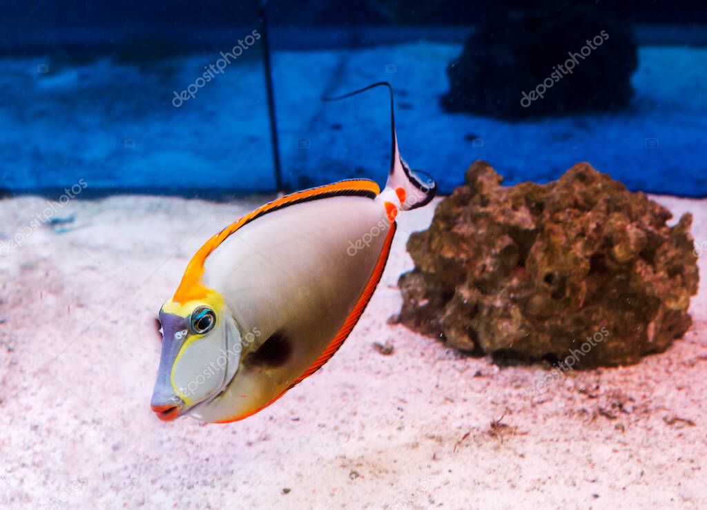 Surgeon fish Naso orange (Naso lituratus). The fish's muzzle is elongated with bright red lips. The pectoral, ventral and anal fins are brown or bright yellow. The orange-winged rhinoceros lives in the Pacific Ocean and on the territory  Japan 