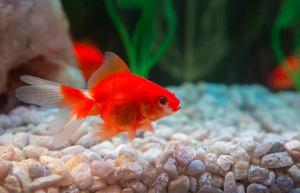 Goldfisch Hat Eine Goldene Farbe Von Gelb Rot Bis Reinrot — Stockfoto