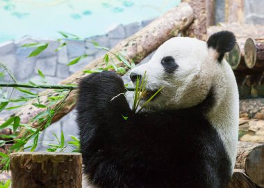 Dev Panda. Sadece Çin 'in birkaç batısındaki dağ ormanlarında bulunan siyah-beyaz kürklü ayı familyasından bir memeli türü..