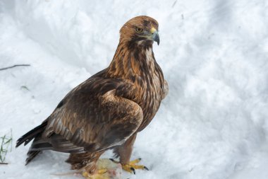 Altın Kartal. Bu şahin ailesinin en ünlü yırtıcı kuşlarından biridir, en büyük kartal. Kartallar uzun zamandır cesaret ve asaletin sembolüdür.. 