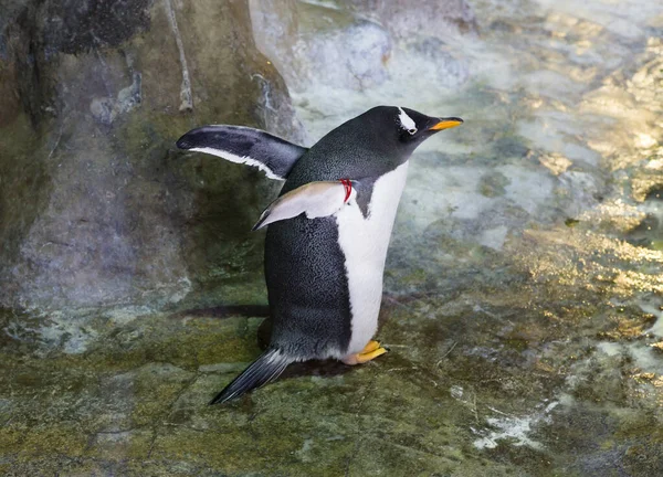 Gentoo Pingvin Det Utmärker Sig Genom Vit Fläck Fjädrar Nära — Stockfoto