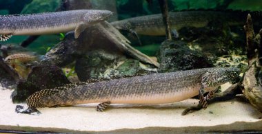 Süslü bichir balığı / Polypterus ornatypinnis. Balıkların vatanı Afrika 'dır. Nil ve Kongo havzasının üst kısımlarında bulunabilirler. Nehir delta ve koylarında, kıyıya yakın, sığ sularda kalma eğilimindedirler..