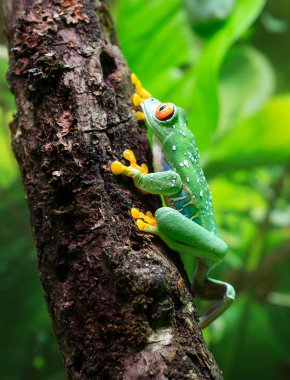 Kırmızı gözlü ağaç kurbağası. (Latince Agalychnis callidryas). Bu en güzel kurbağalardan biri. Gözleri büyük, gözbebekleri dikey. Parmakları kısadır, üzerinde emici kaplar olan kalın pedler vardır ve tırmanmaya göre daha fazla adapte olmuşlardır. 