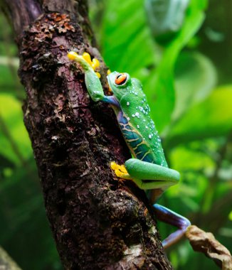 Kırmızı gözlü ağaç kurbağası. (Latince Agalychnis callidryas). Bu en güzel kurbağalardan biri. Gözleri büyük, gözbebekleri dikey. Parmakları kısadır, üzerinde emici kaplar olan kalın pedler vardır ve tırmanmaya göre daha fazla adapte olmuşlardır. 