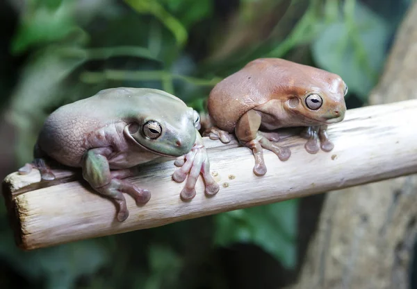 Árvore Branca Litoria Caerulea Latina Atinge Tamanho Grande Tem Uma — Fotografia de Stock