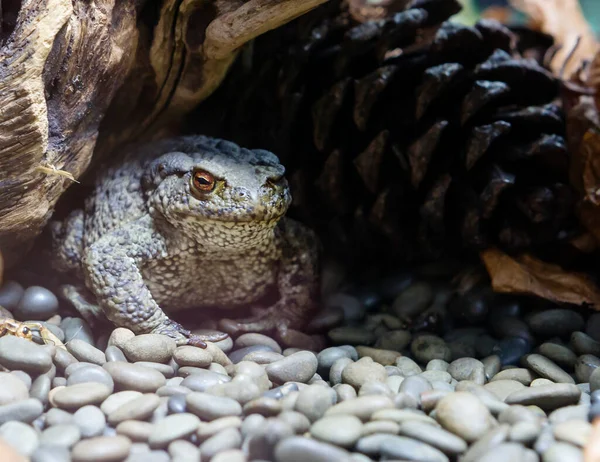 Bufo Melanostictus Latim Duttaphrynus Melanostictus Cor Principal Parte Trás Dos — Fotografia de Stock