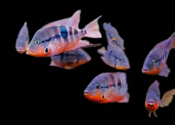 Firemouth Cichlid Thorichthys Meeki Este Representante Brilhante Família Cichlid Americana Fotografia De Stock