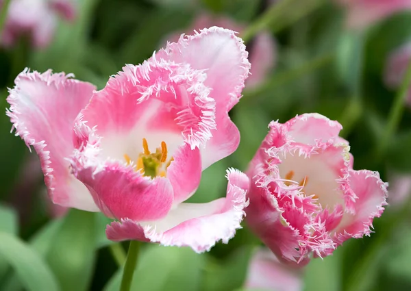 Tulipa Cool Crystal Tulip Belongs Group Super Tulips Double Effect — Stock Photo, Image