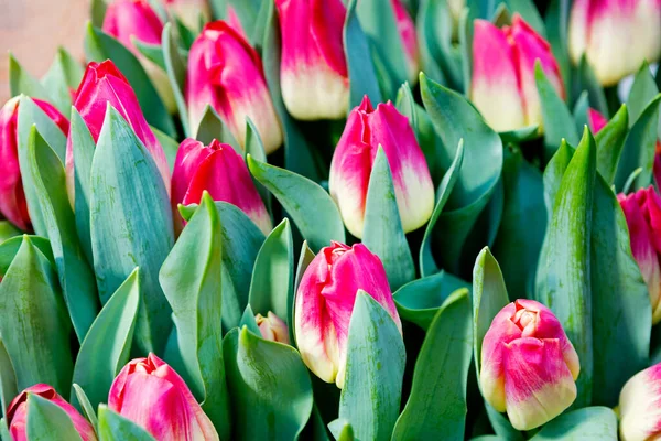 Тюльпаны Весеннее Луковичное Растение Цветок Получил Своё Название Сходству Восточным — стоковое фото