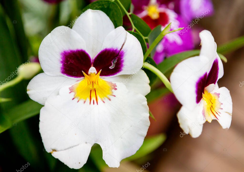 Miltonia orchid. This amazing plant was named in honor of the very famous orchid collector Englishman Milton.