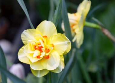 Çiçek Narcissus Üçlüsü. Nergisler bölünmüş bir taç ile bu genç grup, çiçeğin orijinal yapısıyla çeşitleri birleştirir. Ayırt edici özellikleri parçalanmış taç. Üste altı tane boş ya da kaynamış bölüm var. Bölünmüş kenarlı.