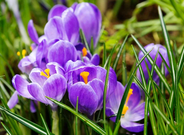 Çiçek mor bir krukustur. Bu bir bahar soğanı bitkisi. Iris ailesi. Doğada, Avrupa, Asya ve Orta Doğu 'nun bozkırlarında, ormanlarında ve otlaklarında krokus safranı yetişir. Gençliği ve aşkı simgeleyen ilk bahar neşelerinden biri..