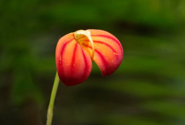 Masdevallia Ignea Orkidesi. Bu çok güzel bir minyatür orkide, Orta ve Güney Amerika 'nın nemli ormanlarında yaygındır..