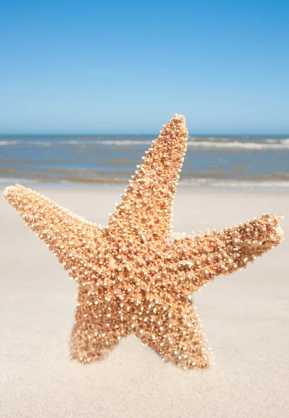 Étoile de mer debout dans le sable — Photo