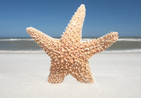 Étoile de mer dans le sable — Photo