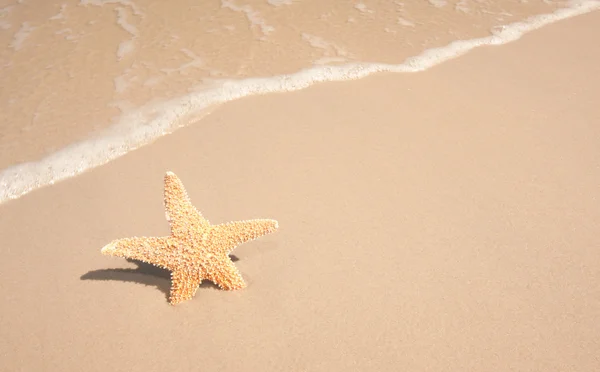 Starfish At The Beach — Stock Photo, Image