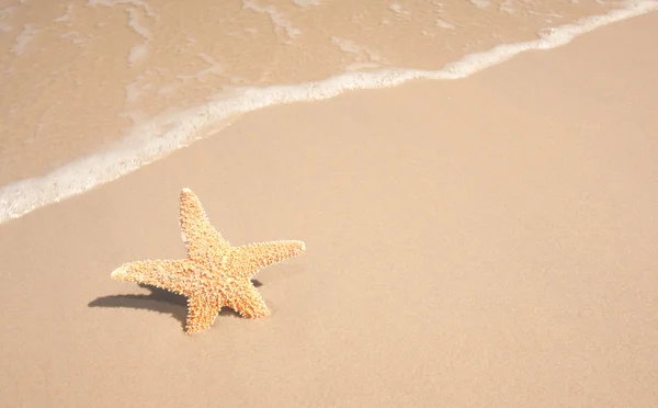 Estrella de mar en la playa —  Fotos de Stock