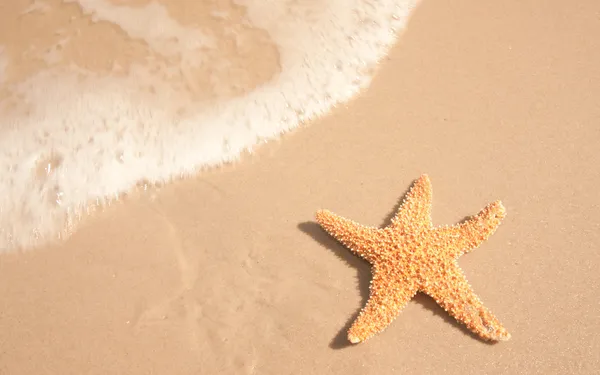 Sjöstjärna bredvid ocean vatten — Stockfoto