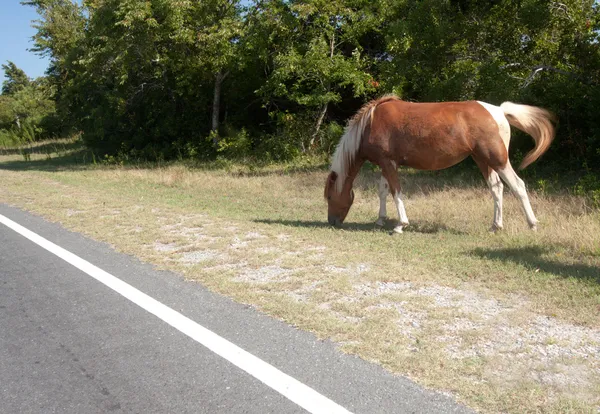 Дикая лошадь острова Ассатег — стоковое фото