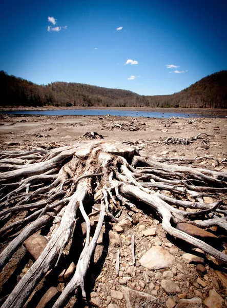 Drijfhout in de natuur — Stockfoto