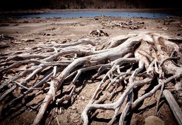 Osiągając driftwood — Zdjęcie stockowe