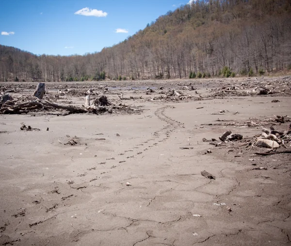 Turtle Tracks — Stockfoto