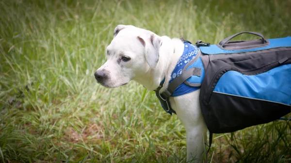 Iz beyaz köpek — Stok fotoğraf