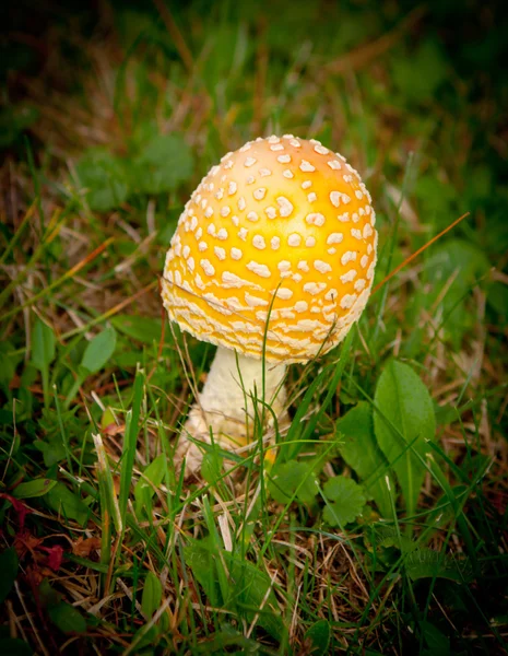 One Mushroom — Stock Photo, Image
