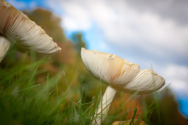 Cogumelos selvagens sob o céu — Fotografia de Stock